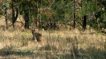 Kangaroo