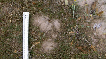 Distinct Outline of Print