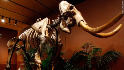 A woolly mammoth skeleton is seen on display at the Venetian Resort Hotel Casino in Las Vegas in September 2009.