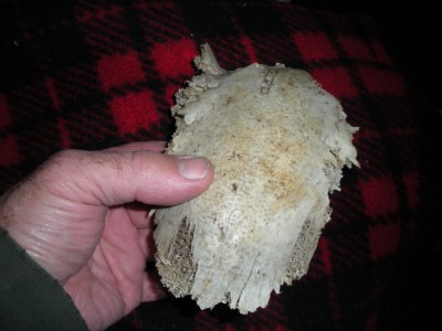 Bone found at the base of the camera tree, Jan. 2001