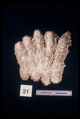 wenaha claw marks 86.jpg