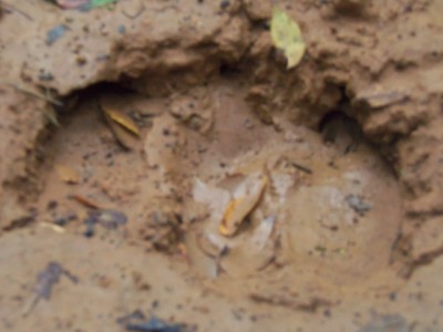 100_0056a.JPG (119.18 KiB) Viewed 11547 times 100_0056a.JPG