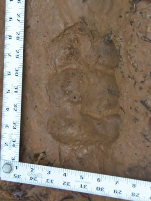 100_0058.JPG (109.71 KiB) Viewed 11539 times 100_0058.JPG