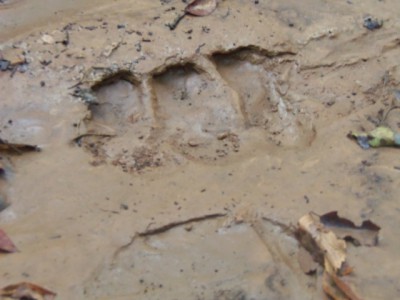 100_0058a.JPG (124.74 KiB) Viewed 11547 times 100_0058a.JPG