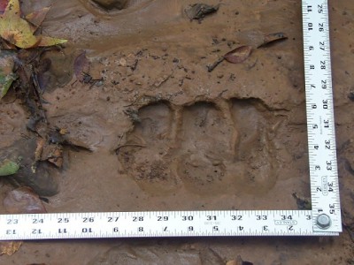 100_0056.JPG (172.59 KiB) Viewed 11540 times 100_0056.JPG