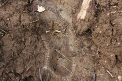 gI_95396_bigfoot_print_thumbnail.jpg