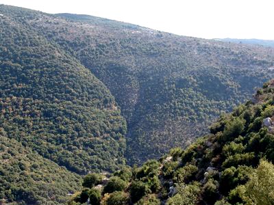 The ancient lebanon forest