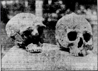 1935, Crystal Springs FL<br />One skull is of a modern Amerindian, the other.....