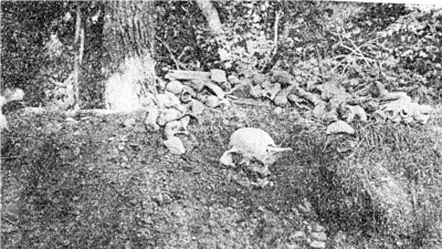 1880 Serpent mound, OH<br />The skull cap is at an angle, so it give the illusion of having a big rounded brain case,<br />but you can tell by looking at the angle of the zygomatic bone that the skull is at an<br />angle and likely very flat when viewed level. Also it was from a skeleton over 8 ft in<br />height