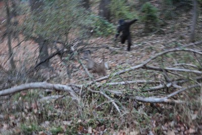chasingdeer2.jpg