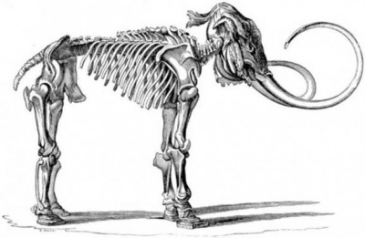 Illustration of a Mammuthus primigenius (Adams Mammoth) skeleton found with head integument and skin of the feet preserved. (Public Domain)
