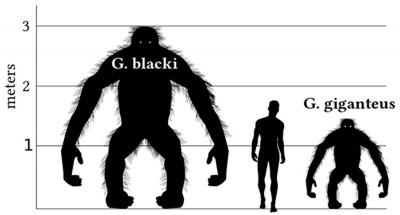 This is a comparison graph comparing the height of a 1.8-meter-tall human male with Gigantopithecus species. This graph is based on orangutan proportions in a bipedal stance. It is most likely that Gigantopithecus would have spent most of its time in a quadrupedal stance on all fours. (CC BY SA 3.0)