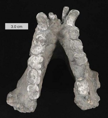 Lower mandible of Gigantopithecus blacki (cast). In the collections of The College of Wooster, Ohio. (CC BY SA 3.0)