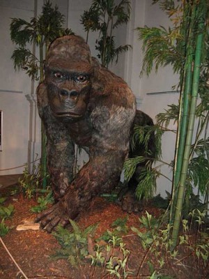 Restoration of Gigantopithecus blacki as appeared at &quot;Gigants&quot; exhibition in the Czech Republic, 2014. (Michal Mañas/CC BY 4.0)