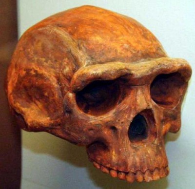 Homo erectus skull, Museum of Natural History, Ann Arbor, Michigan, USA. (CC BY SA 2.0)
