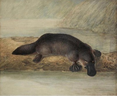 Painting of a platypus, John Lewin, New South Wales, Australia (1808) (Wikipedia Commons)