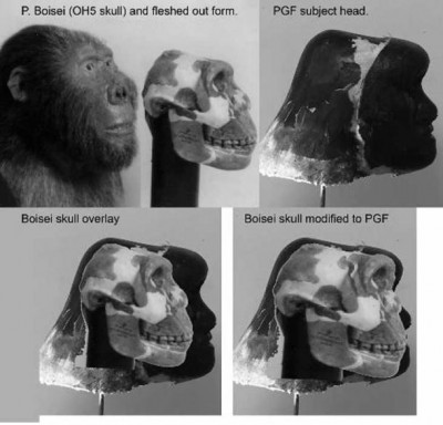 …a hominid with a skull like Paranthropus Boiseiand and a skeletal composition similar to the robust Neanderthals. (Bill Munns)