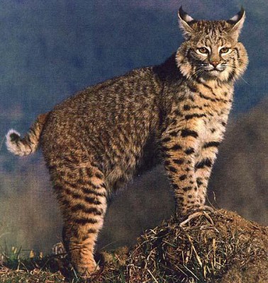 beautiful-bobcat.jpg