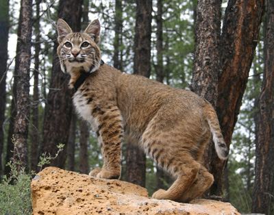 Adult_Bobcat.jpg