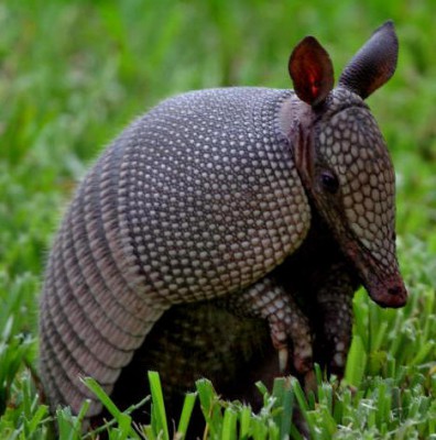 armadillo.jpg (46.27 KiB) Viewed 16465 times armadillo.jpg
