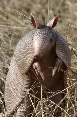 armadillo_2145.jpg (181.87 KiB) Viewed 16465 times armadillo_2145.jpg