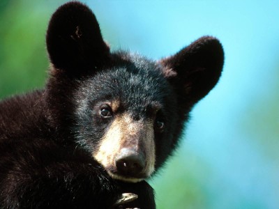 Im_All_Ears_American_Black_Bear_Cub_Minnesota-1600x1200.jpg