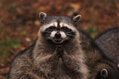 Evil Genius Racoon.jpg