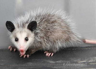 Possum79765x75-15-10800sign.jpg (120.95 KiB) Viewed 79225 times Possum79765x75-15-10800sign.jpg