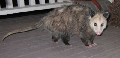 possum (1).jpg (31.58 KiB) Viewed 79225 times possum (1).jpg