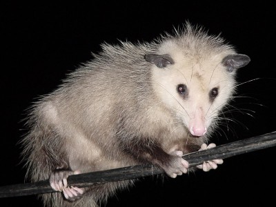 possum.jpg