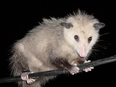 possum.jpg (125.42 KiB) Viewed 59843 times possum.jpg